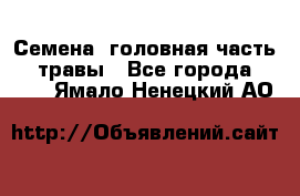 Семена (головная часть))) травы - Все города  »    . Ямало-Ненецкий АО